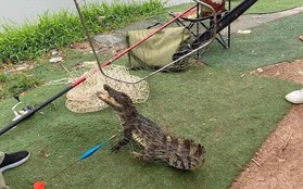Cần thủ bắt được cá sấu trong hồ câu Hà Nội