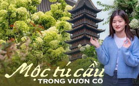 Tô Châu mùa hoa mộc tú cầu: Cả thành phố khoác lên tấm áo cầu hoa trắng tinh khôi, đứng đâu cũng có ảnh đẹp