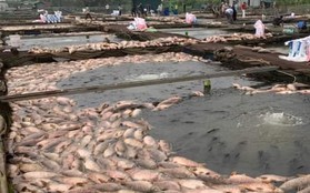 Hàng trăm tấn cá chết ở Hải Dương: Nông dân bật khóc, xót xa tiền tỷ trôi sông