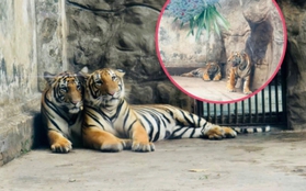 Thảo Cầm Viên Sài Gòn tổ chức thôi nôi cho 2 bé hổ Bengal: Hai chú bé thích thú bốc đồ vật chọn quà