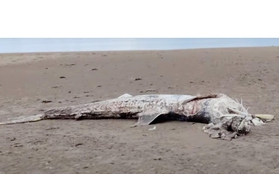 Đi dạo bãi biển tìm thấy "quái ngư" dài 4,5 m trôi dạt, chuyên gia kiểm tra phát hiện sự thật gây sốc