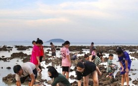 Nhiều người đổ ra biển 'uy hiếp' rạn san hô vịnh Nha Trang