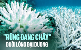 Đại dương đang xảy ra hiện tượng "cháy rừng dưới nước", san hô chết dần, các loài cá nhận án tử: "Nhân loại đang bị đe dọa mà chưa chắc chúng ta đã thực sự hiểu được"