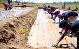 "Công nghệ" cấy lúa mới nhất Việt Nam được ứng dụng ở Angola, chủ trang trại có quyết định liều lĩnh