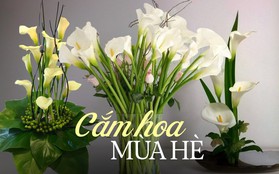 Loài hoa “đỏng đảnh” nhưng nhất định phải cắm vào mùa hè, ưa sáng, chịu được nhiệt độ cao, độ bền lên tới 15 ngày