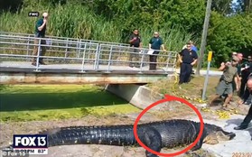 Cá sấu khổng lồ dài 4m nuốt chửng một người phụ nữ, cảnh sát công bố video kinh hoàng cảnh mổ bụng khám nghiệm