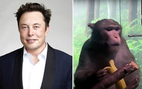 Nhân viên của Elon Musk đâm đơn kiện vì phải làm việc với khỉ bị nhiễm virus