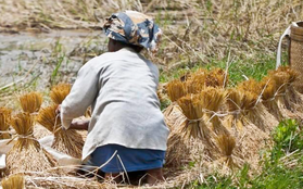 Tôi 62 tuổi, giờ hối hận: Lấy chồng như đánh canh bạc, sống khổ đến gần hết đời, giờ chỉ biết dựa vào con