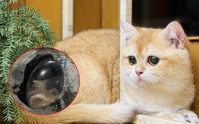 Vụ mèo chết ngạt sau khi gửi xe ghép, tài xế phủi trách nhiệm: Giống mèo gì mà có giá 80 triệu đồng?