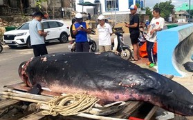 Cá voi hơn 300 kg bị thương nặng dạt bờ ở Bình Định
