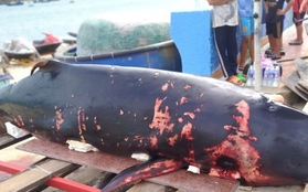 Cá Voi nặng hơn 2 tạ dạt vào bờ biển Bình Định