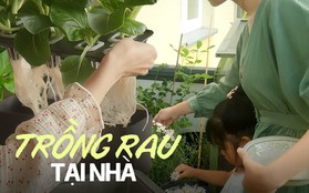 Mẹ đảm cải tạo ban công rộng 8m2 và cùng con trồng hơn 20 loại rau thành khu vườn đẹp đáng ghen tị