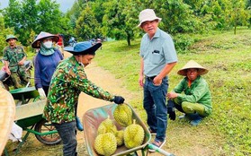 Sở hữu 700 ha thu hoạch nghịch vụ, loại cây 'bán giá nào cũng lãi' của bầu Đức sắp thu bộn nhờ ‘một mình một chợ’