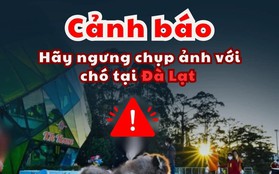 Du khách khắp nơi phẫn nộ, kêu gọi ngưng chụp ảnh với những chú chó tại Đà Lạt