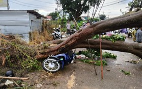 Cổ thụ bật gốc đổ ngang đường, người đi xe máy thoát nạn trong tích tắc