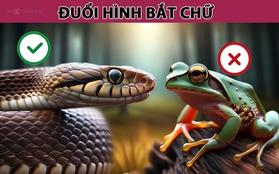 Nhìn con rắn và con nhái, đoán câu thành ngữ: Trả lời được, bạn xứng đáng 10 điểm thông thái