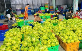 Thanh long vàng "cháy hàng" dịp Tết, nông dân lãi lớn