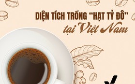 Loại cây tỷ đô giúp Việt Nam trở thành 'ông trùm' xuất khẩu đứng thứ 2 thế giới: Năng suất dẫn đầu toàn cầu, tỉnh nào trồng nhiều nhất?