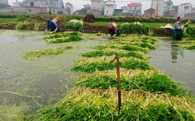 Loại rau 'nhà nghèo' mọc dại, nay giúp nông dân 1 xã kiếm 100 tỷ mỗi năm: Tốt tới không ngờ