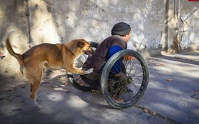 Cảm động chú chó đẩy xe lăn đưa chủ nhân tàn tật đi làm hàng ngày