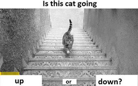 Lại thêm bức ảnh khiến dân tình "phát điên" vì tranh cãi: Con mèo đang đi lên hay đi xuống?