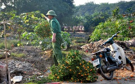 Hà Nội: Xót xa nhìn những cây quất tiền triệu chết khô 