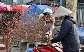 Hà Nội: Đào Nhật Tân giá gần nửa triệu ra phố đón Tết Dương lịch 