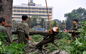 Hà Nội: Bắt đầu chặt hạ hàng cây xà cừ cổ trước cổng ĐH Giao thông vận tải 