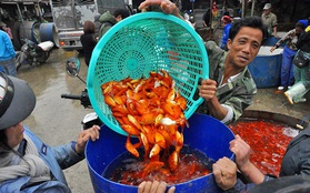 Sôi động chợ cá ông Công, ông Táo lớn nhất Hà Nội