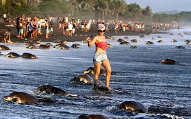 Hàng nghìn du khách kéo tới phá hoại ổ và săn lùng trứng rùa biển