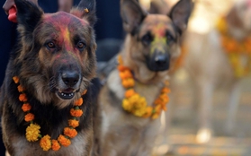 Ghé thăm lễ hội tôn vinh lòng trung thành của chó ở Nepal
