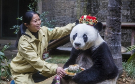 "Cụ bà" gấu trúc nổi tiếng thế giới tổ chức sinh nhật 140 tuổi