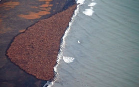 Bức ảnh phải biết trong ngày: hàng ngàn con hải mã đang mắc kẹt tại bờ biển Mỹ