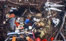 Sự thật gây sốc: đến năm 2050, 99% chim biển sẽ ăn phải nhựa phế thải
