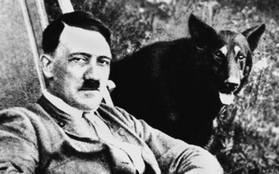 Điều ít được biết về đội quân chó biết nói của Hitler