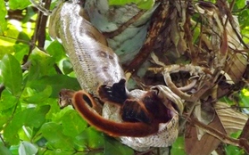 Cận cảnh trăn Nam Mỹ nuốt trọn con khỉ 6kg 