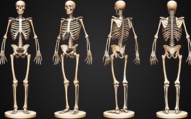 "Phép màu" giúp con người tự tái tạo xương ngay trong cơ thể