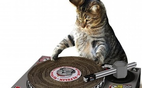Mọi chú mèo đều có thể trở thành DJ chuyên nghiệp