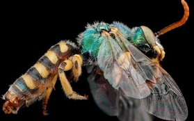 Màu sắc sặc sỡ của các loài ong