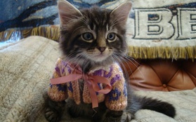 Bộ ảnh mèo xinh mặc áo len ngộ nghĩnh