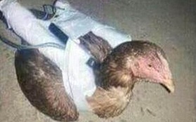 IS dùng gà làm bom tự sát