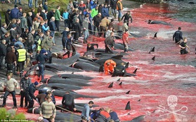Cả vùng biển "nhuộm" màu máu trong mùa thảm sát cá voi ở Đan Mạch