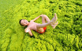 Người dân vui vẻ đằm mình trong lớp tảo biển phủ kín bờ biển Trung Quốc