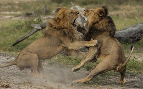 "Em trai" của sư tử Cecil cũng đã bị bắn chết?