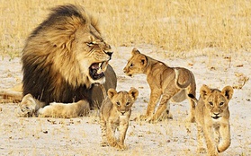 "Em trai" đang chăm sóc con của chú sư tử Zimbabwe bị giết hại dã man