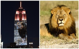 Tòa nhà Empire State 102 tầng của Mỹ trình chiếu hình ảnh sư tử Cecil