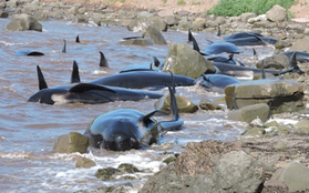 Canada: Người dân nỗ lực giải cứu 16 chú cá voi hoa tiêu bị mắc cạn