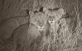 Những hình ảnh đầu tiên về đàn sư tử con kể từ khi Cecil bị giết dã man