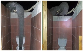 Hình ảnh gây sốt: Du khách tá hỏa khi thấy chú voi uống nước nhà vệ sinh