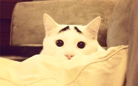Chú mèo lo lắng "nổi như cồn" trên Instagram